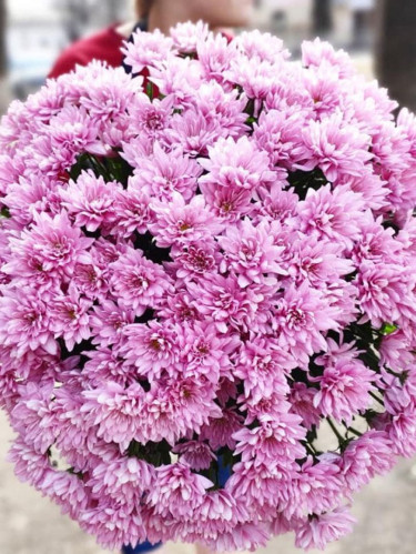 Хризантема кустовая розовая - 35 шт.