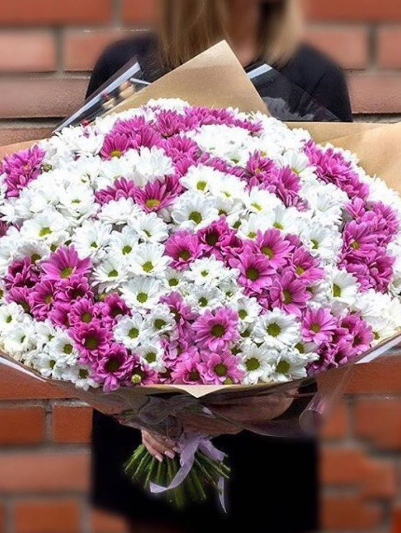Хризантема кустовая микс белая-розовая 101 шт. купить с доставкой в Москве.  Цена от 25250 ₽