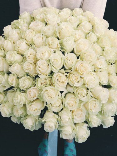Белая роза Эквадор 70 см - 75 шт.