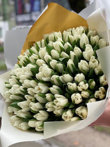 Белые тюльпаны - 101 шт.
