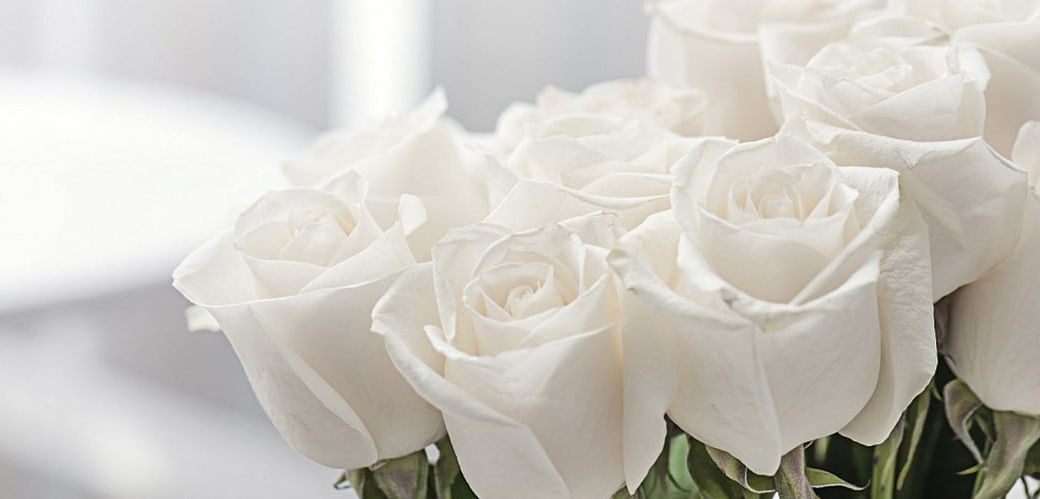 Сорта белых роз - отличительные особенности каждого вида