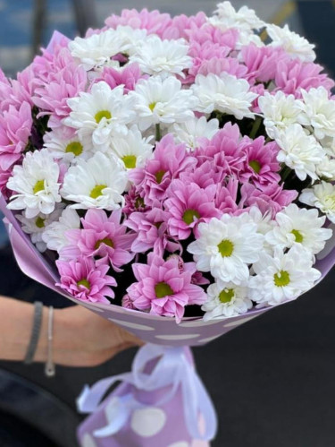 Хризантема кустовая микс белая-розовая - 15 шт.