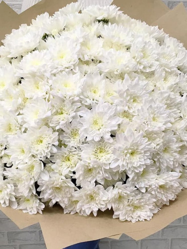 Хризантемы кустовые белые - 25 шт.