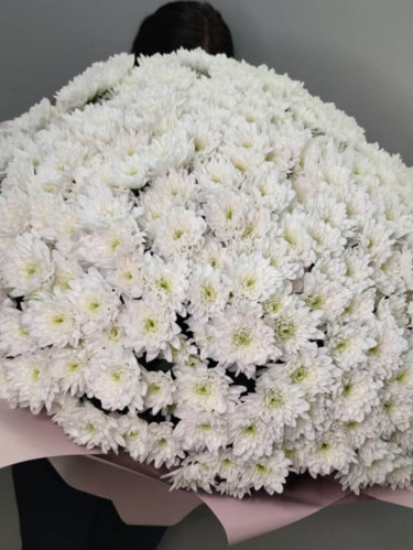 Хризантема кустовая белая - 51 шт.