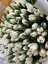 Белые тюльпаны фото 4