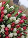 Красные и белые тюльпаны микс фото 4