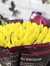 Желтые тюльпаны фото 4