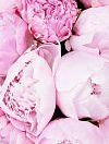 101 розовый пион в корзине фото 3