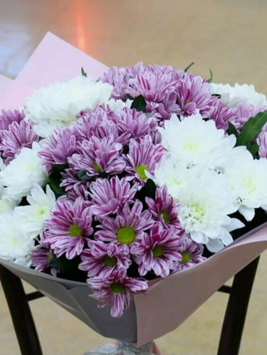 Хризантемы кустовые микс белый-фиолетовый - 9 шт.